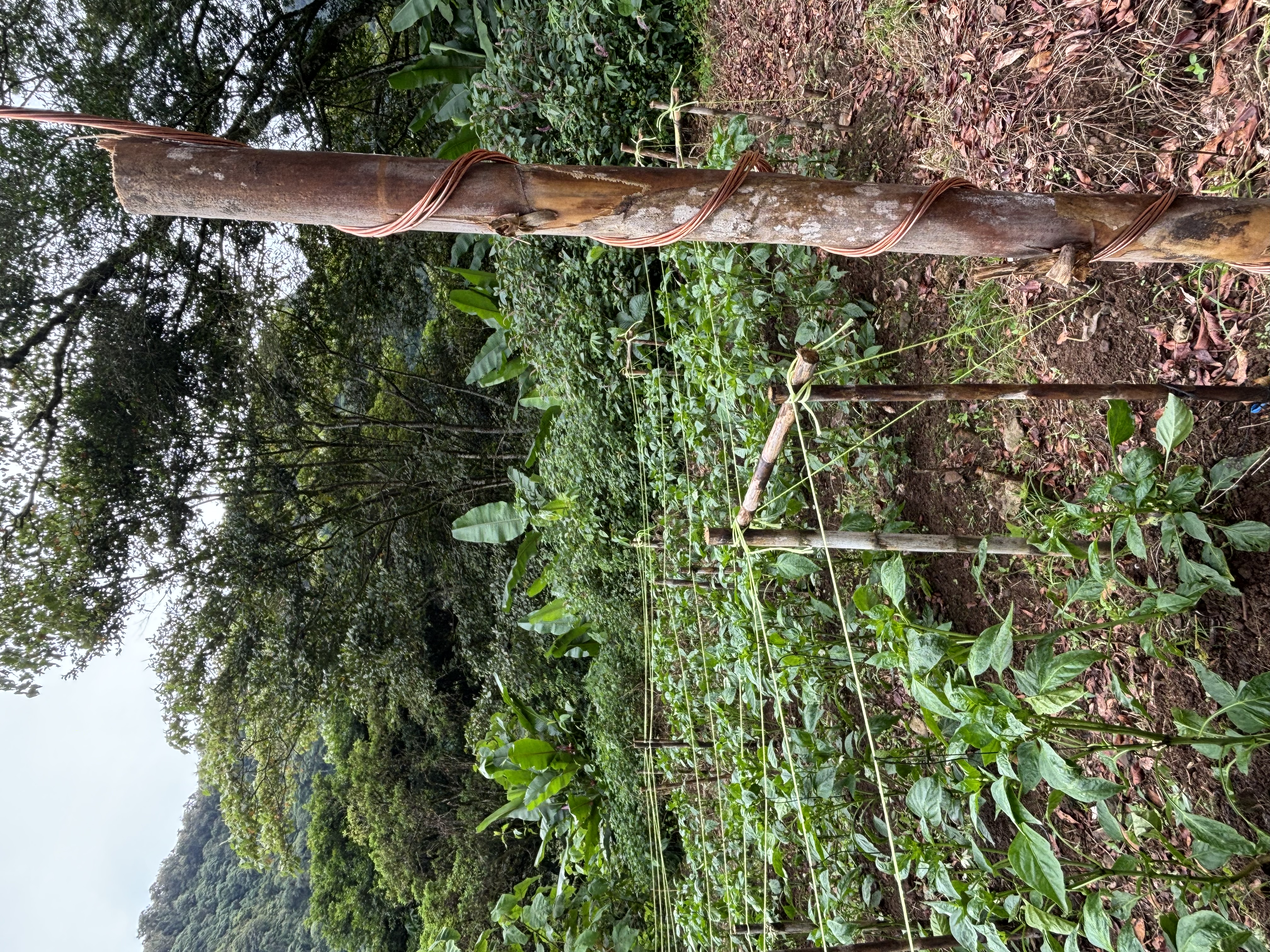 Prácticas Bioenergéticas