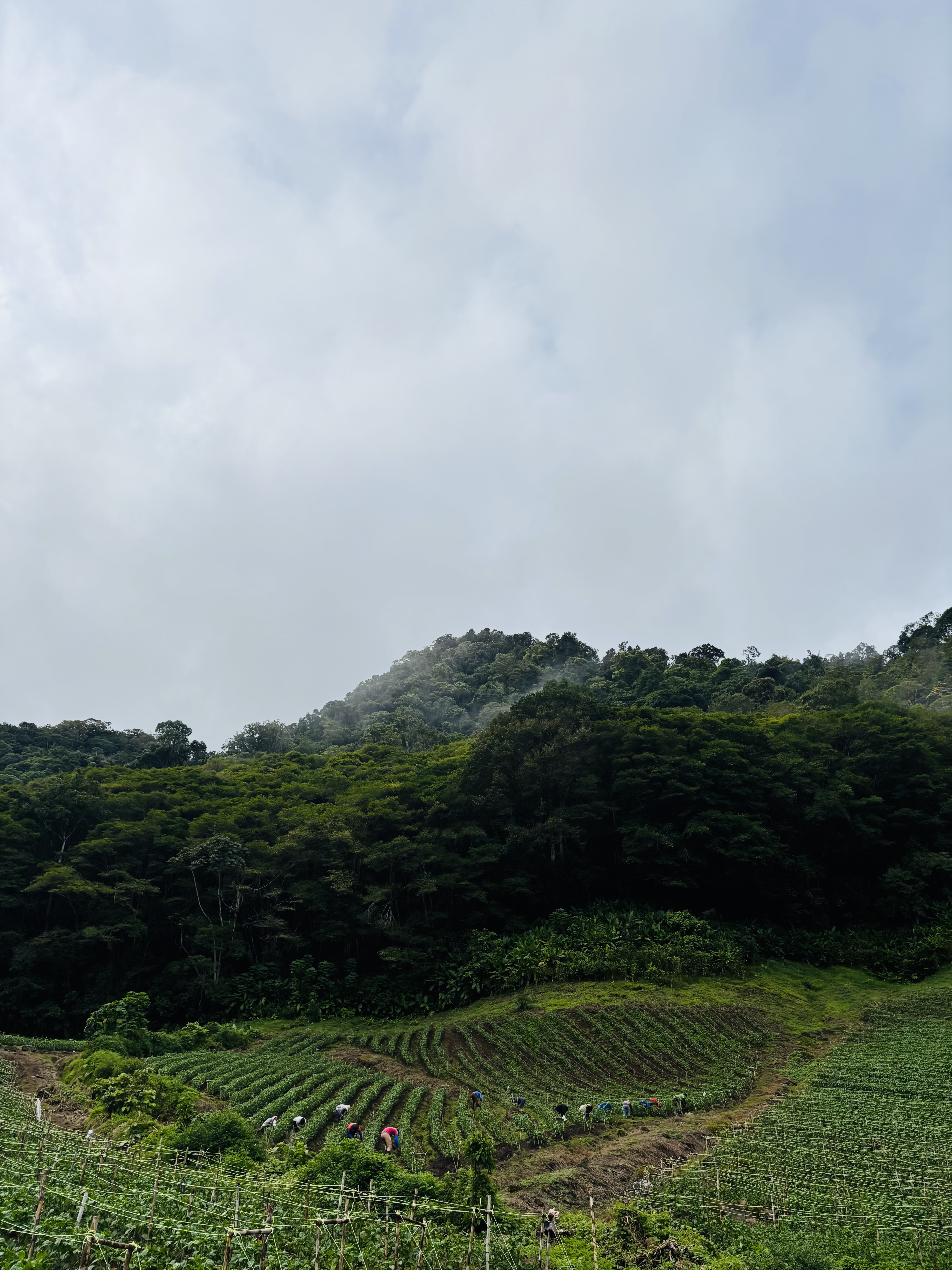Terreno
