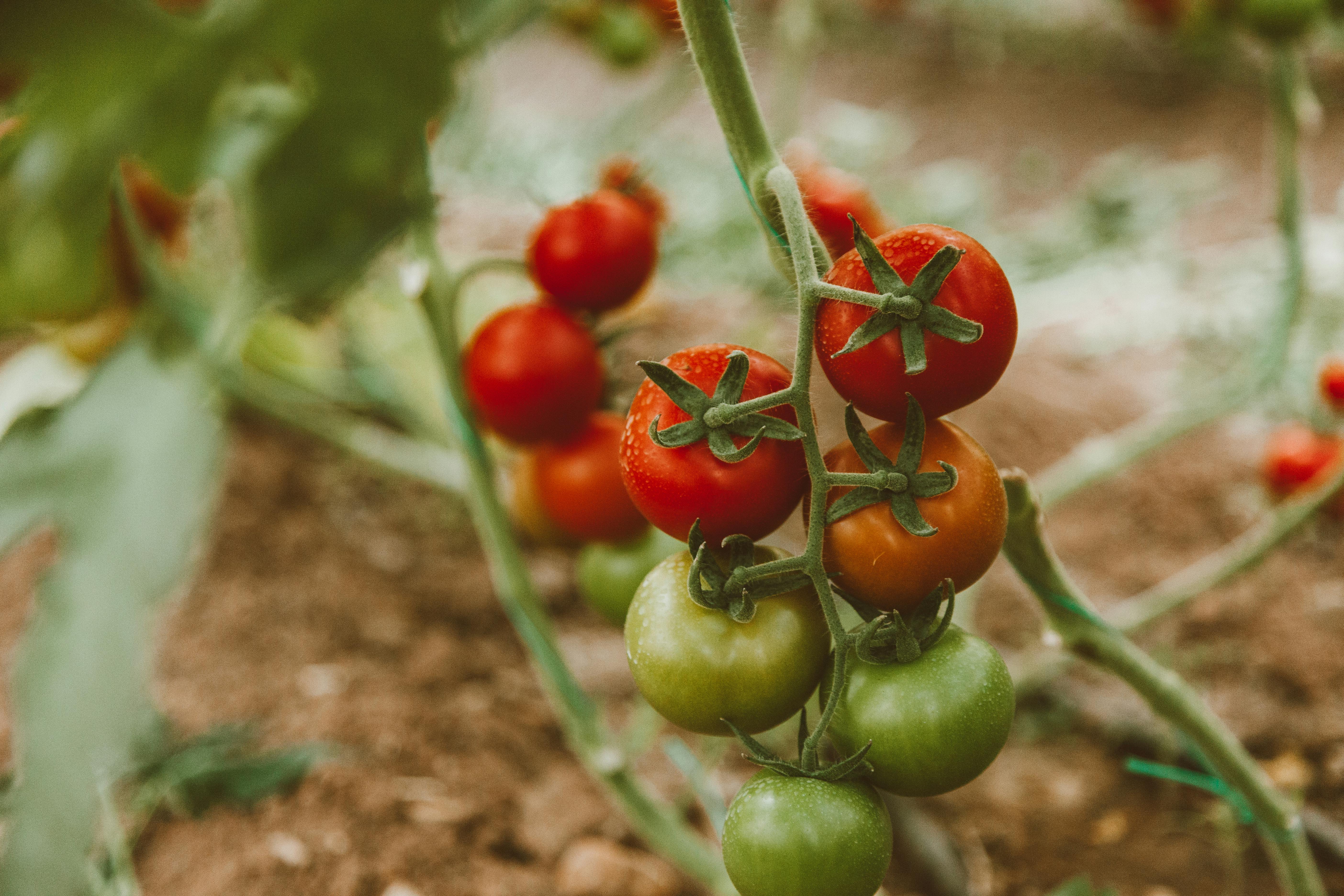 Tomates